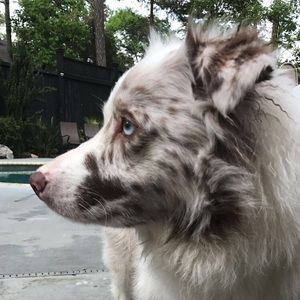 Meet your Posher, Thomas